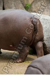 Tail Hippopotamus